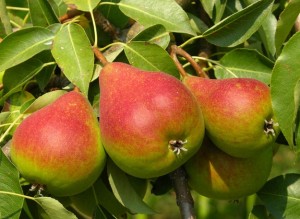 pears-3_9709-1